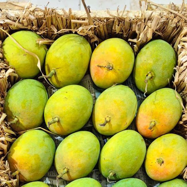 Alphonso Mango